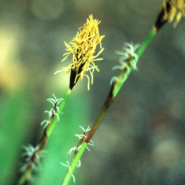 BROAD-LEAVED SEDGE